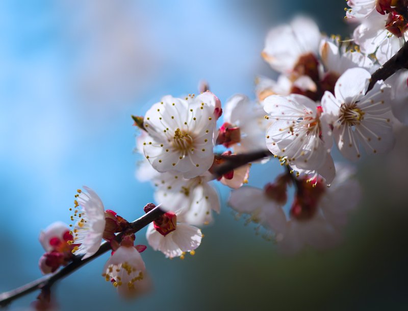 весна, дикая, вишня, цветы Непостижима мира красота фото превью