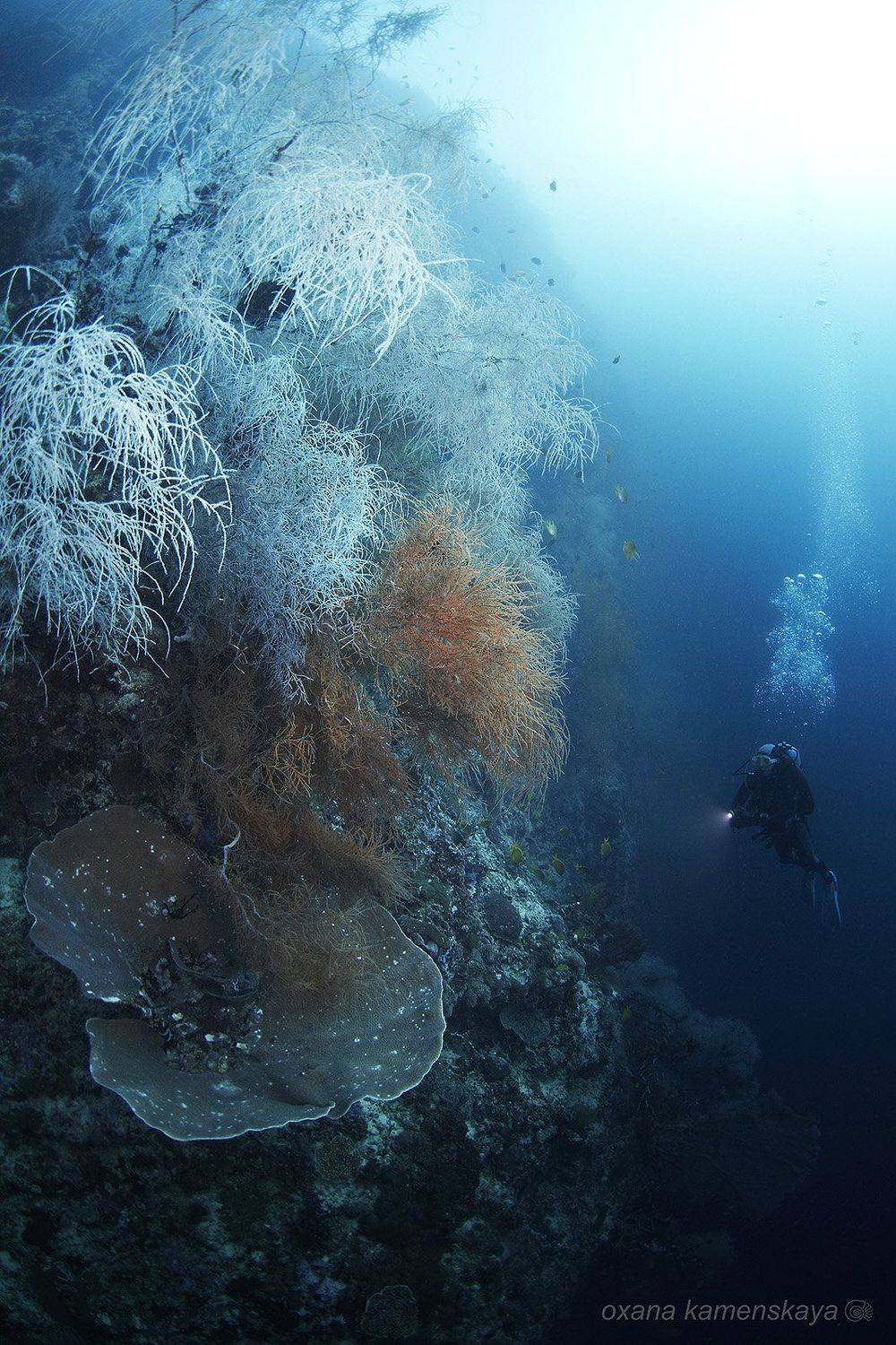 underwater phillipines blue deep diver corall , Оксана Каменская