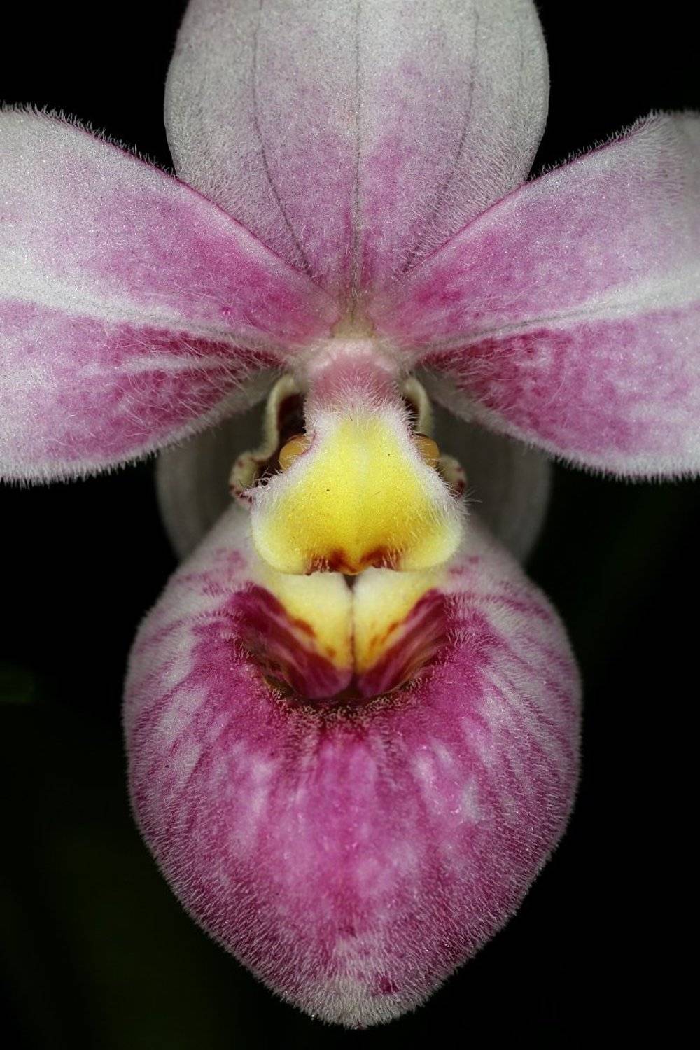 орхидея башмачок, Александр Зорин