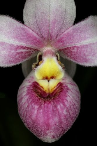 Phragmipedium shlimii