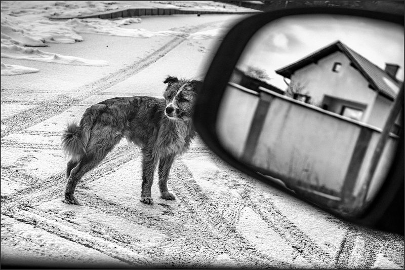 composition, композиция Dog\'s Life фото превью