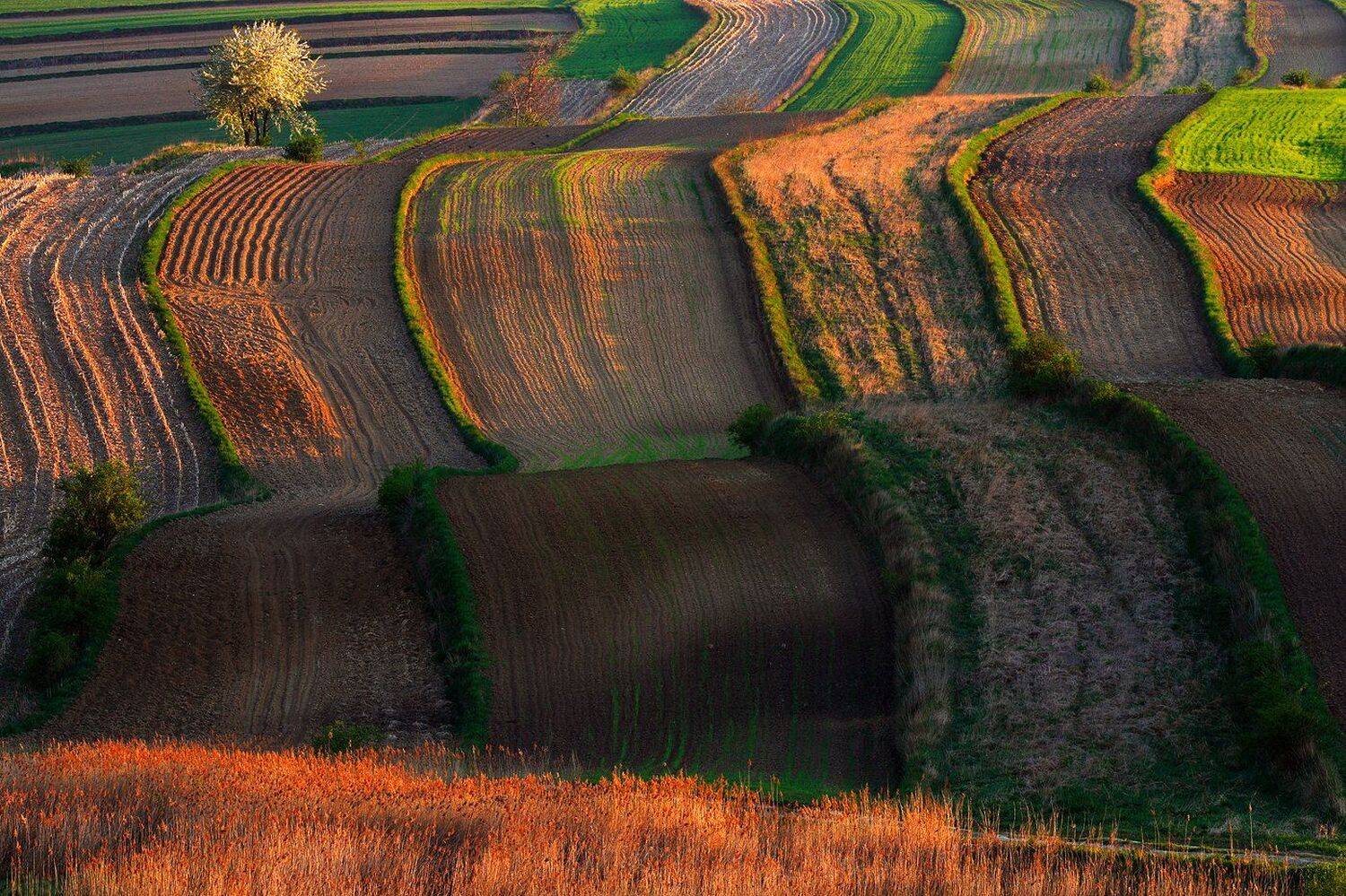 spring, morning, light, field, sunrise, florescence, wave, agriculture, Jacek Lisiewicz