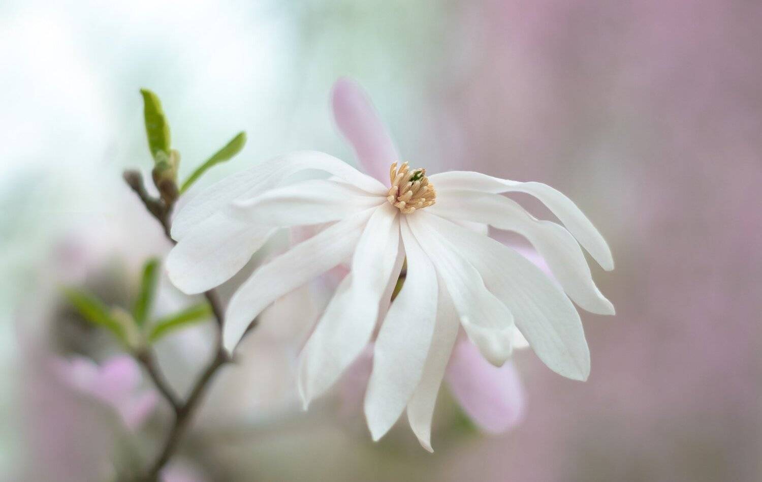 магнолия,природа,цветы,макро,розовый,листья,бутон,, Антонина Яновска