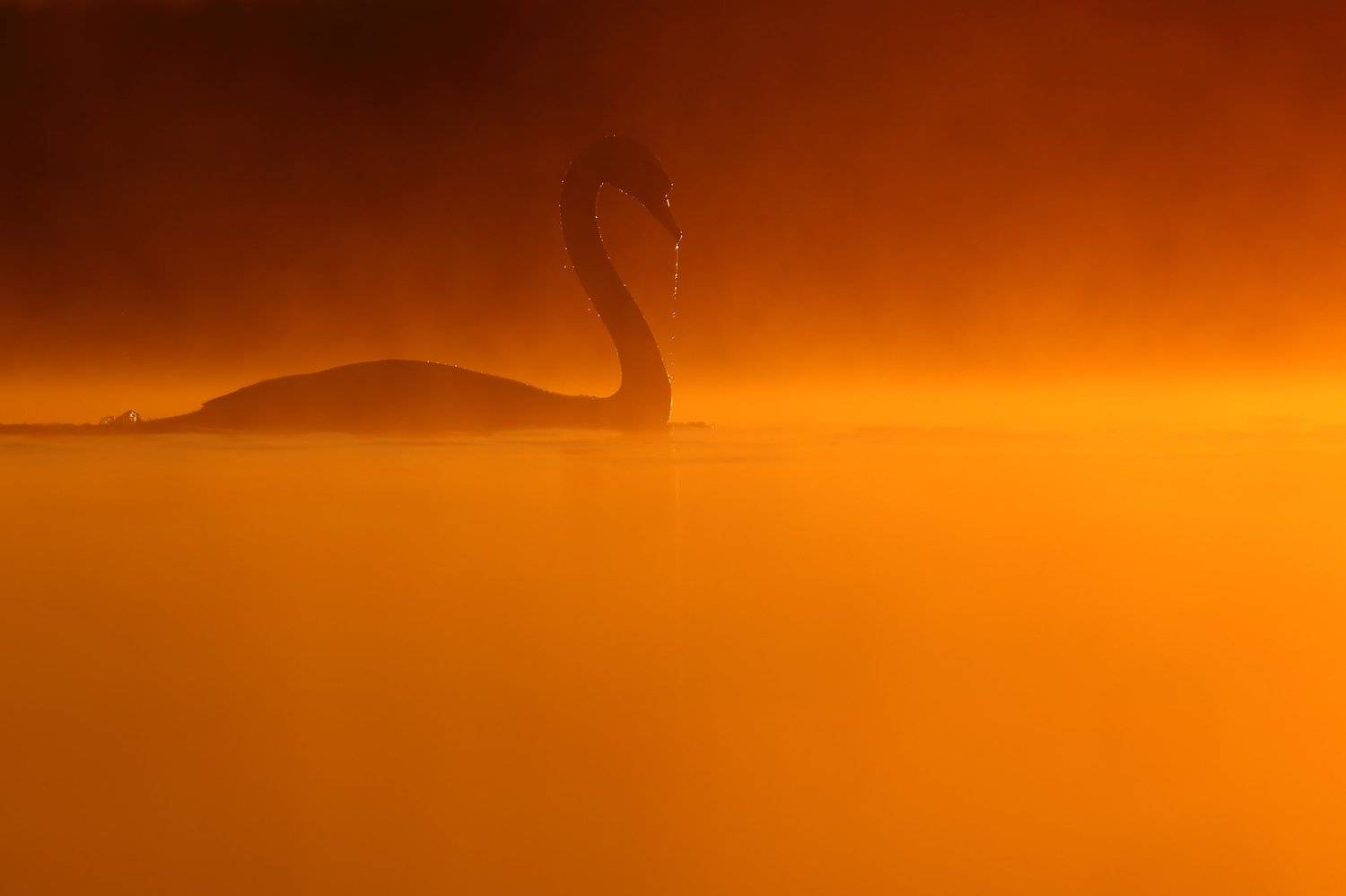 , Łukasz Sok&oacute;ł