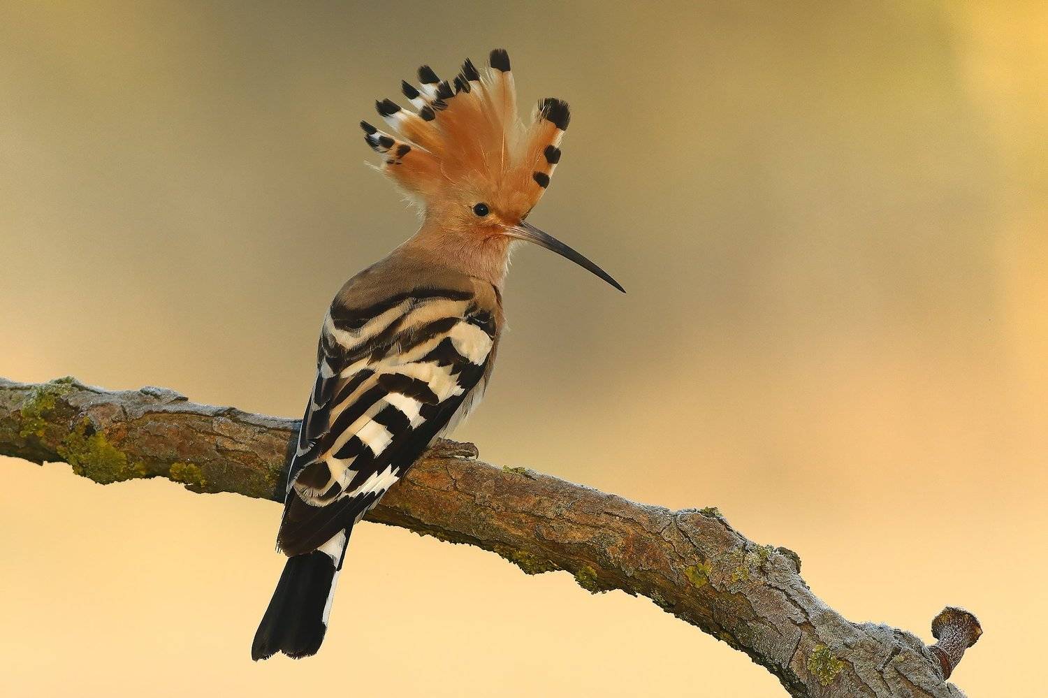 , Łukasz Sok&oacute;ł