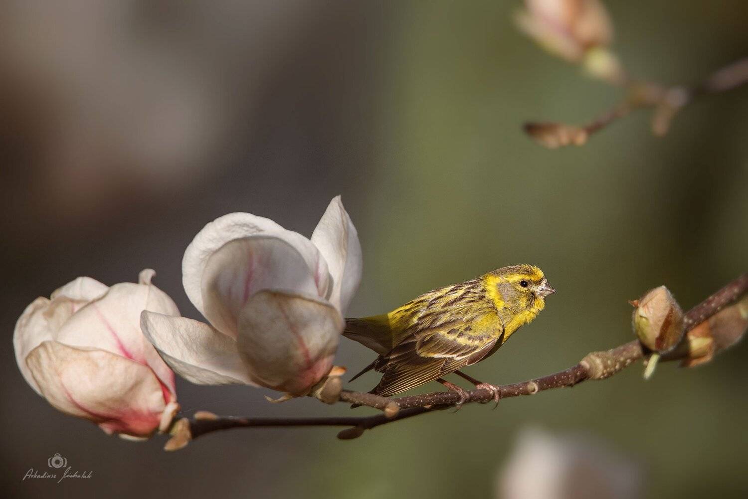 , Arkadiusz Michalak