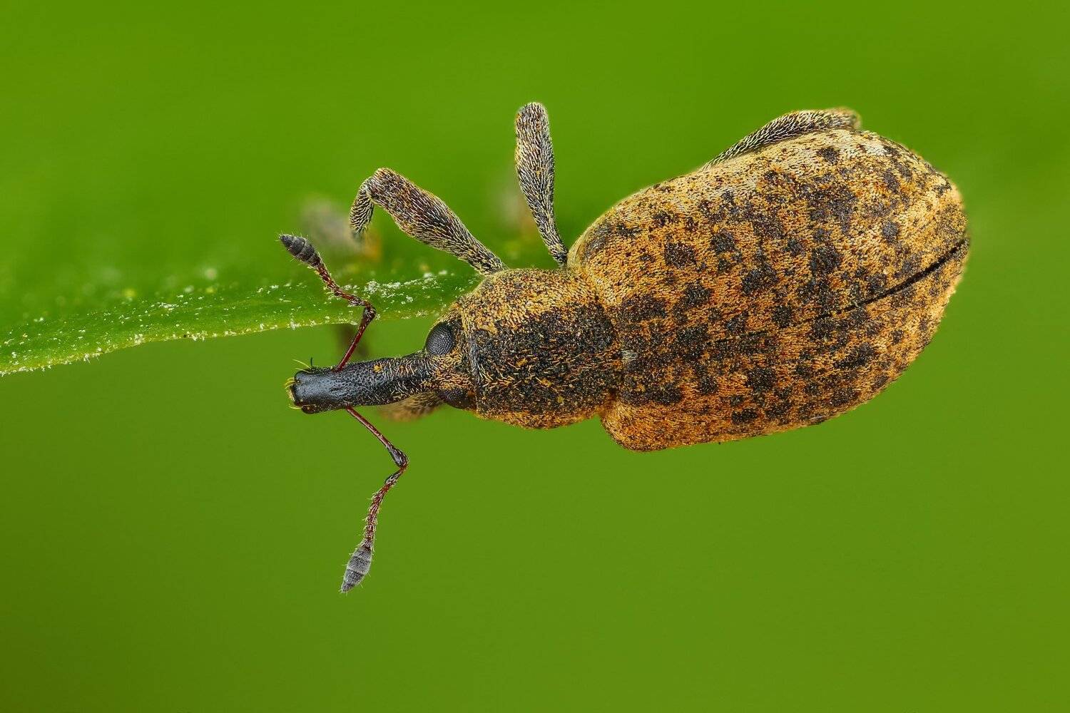 макро жук насекомое животное зеленый, Андрей Шаповалов