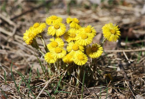 Мать-и-мачеха(Tussilago)