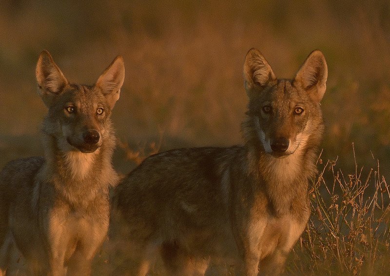 волки калмыкия черные земли У артезиана фото превью