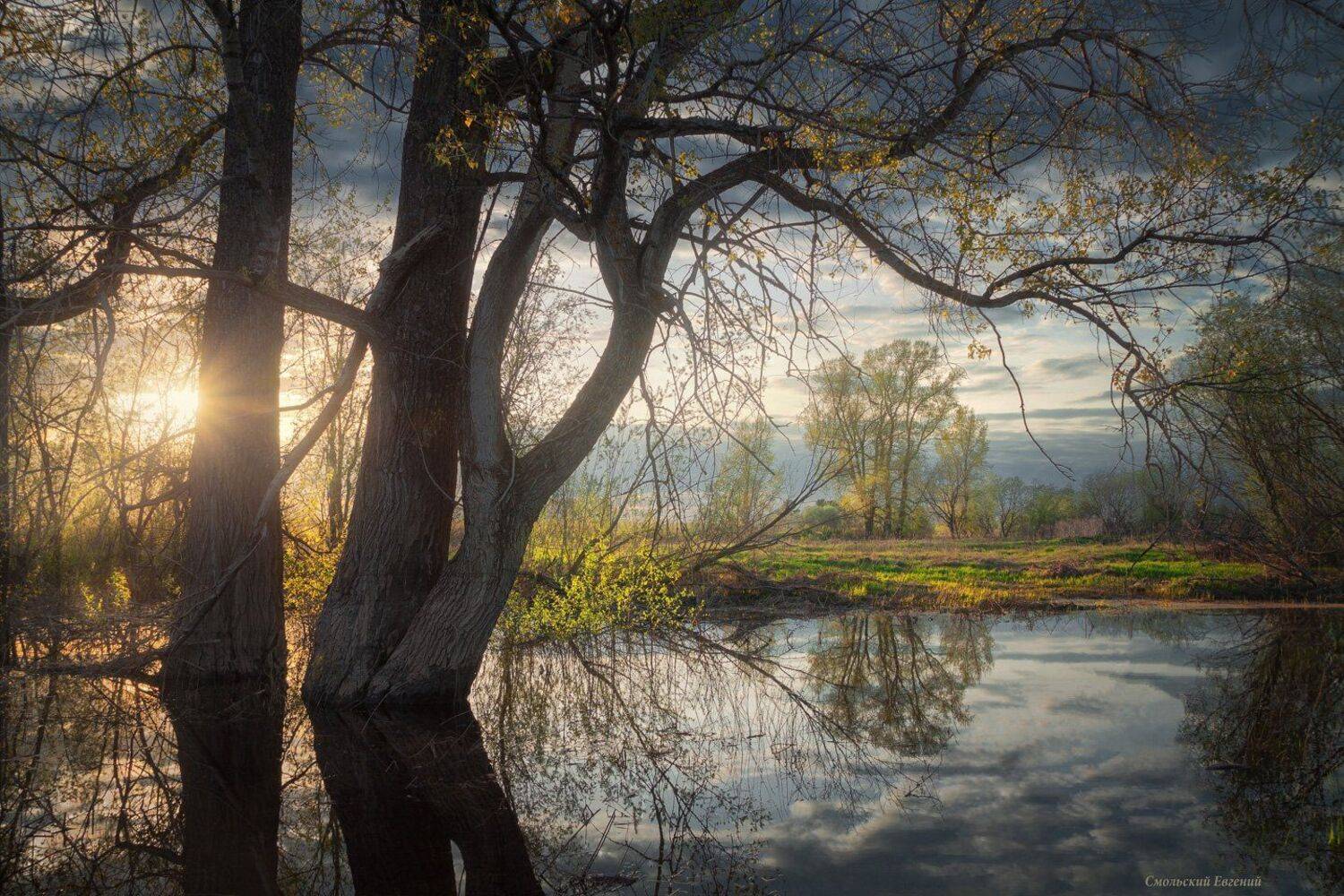 весна, отражение, тополь, вечер, закат, поляна, Смольский Евгений