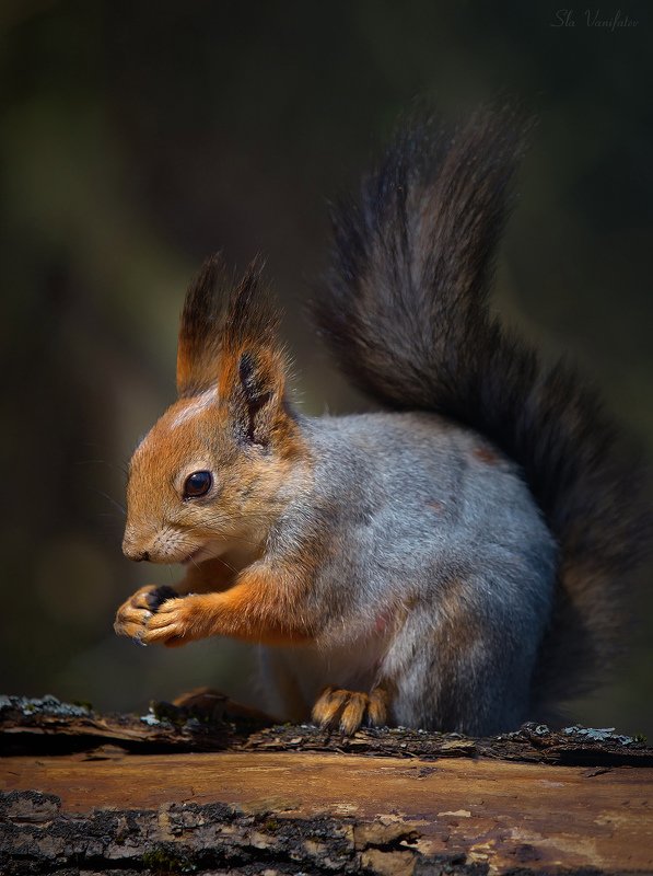 Охота на белочку (Пушистый хвостик) фото превью