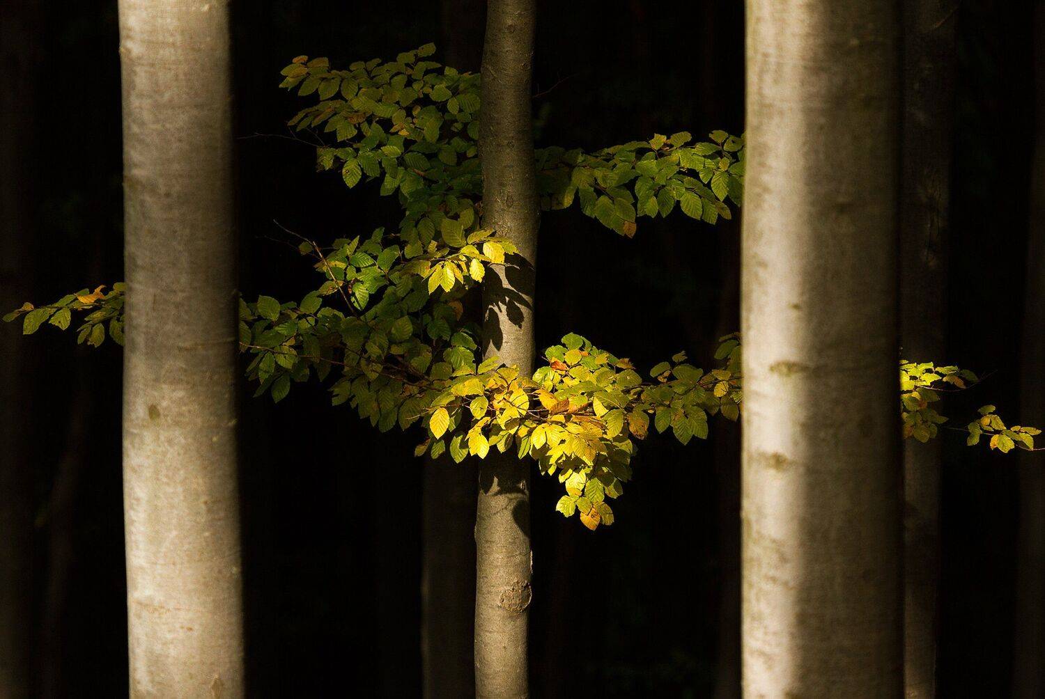 mountain, summer, landscape, travel, nature, romania, colors, trees, forest, light, holbav, Lazar Ioan Ovidiu