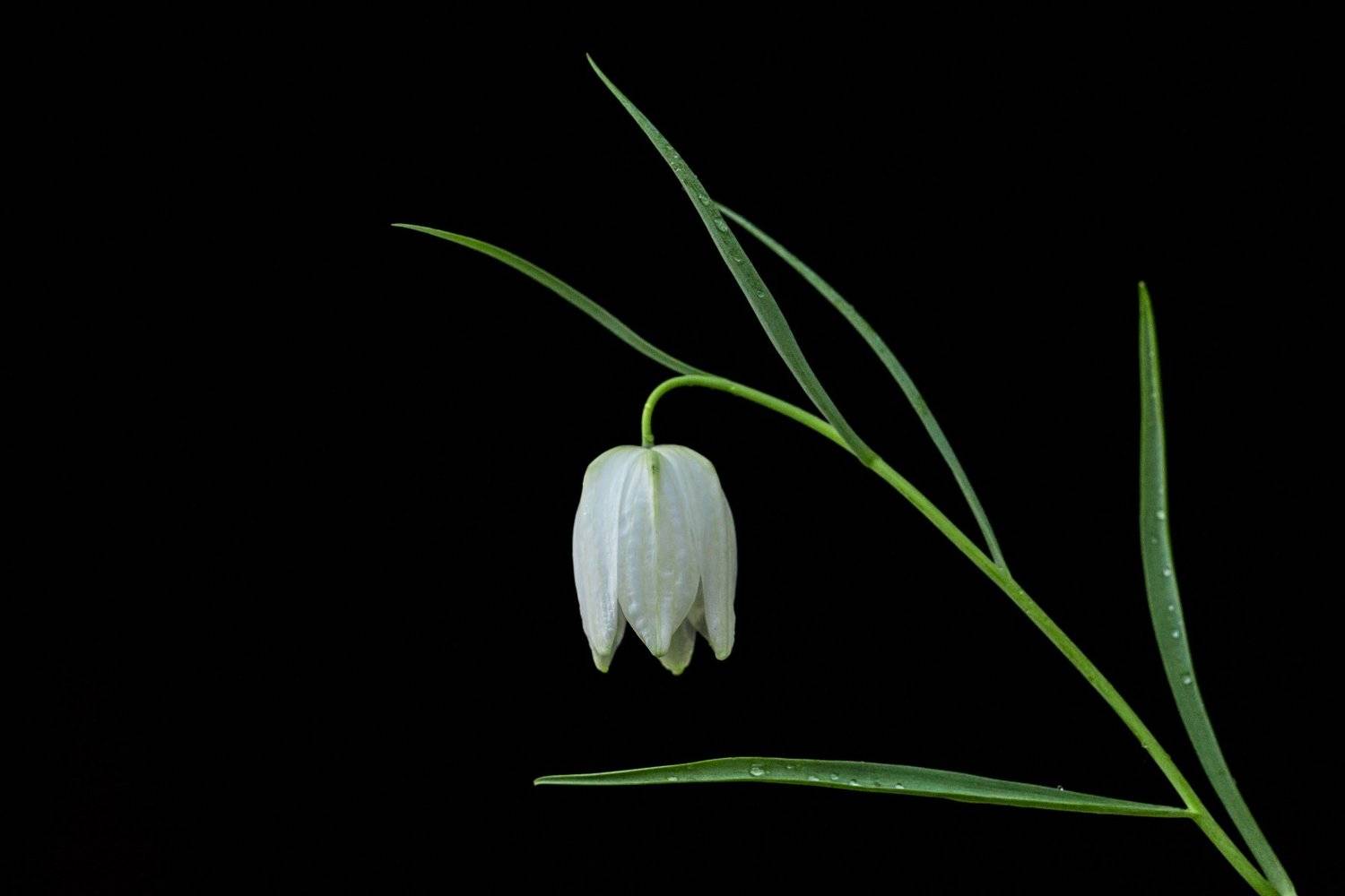 , Андрей Горюнов