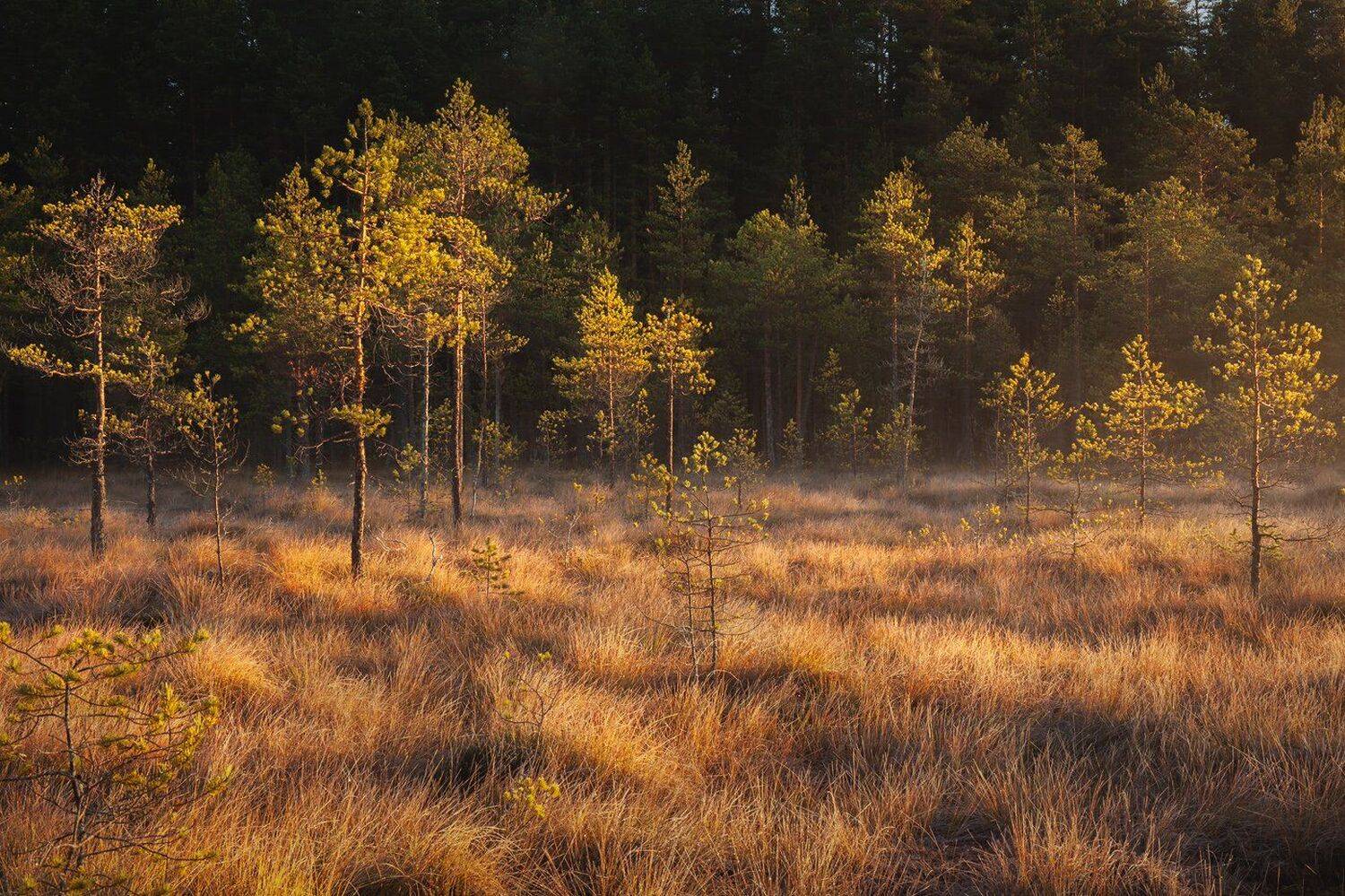 болото, карельский перешеек, ленобласть, Арсений Кашкаров