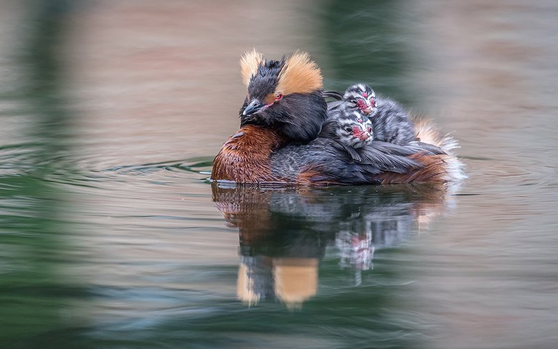 красношейная поганка, семья, птенец, птицы, птицы россии, орнитология, дикая природа, пение птиц, фото охота, дикая птица, дикая природа Мамамобиль (Красношейная поганка) фото превью