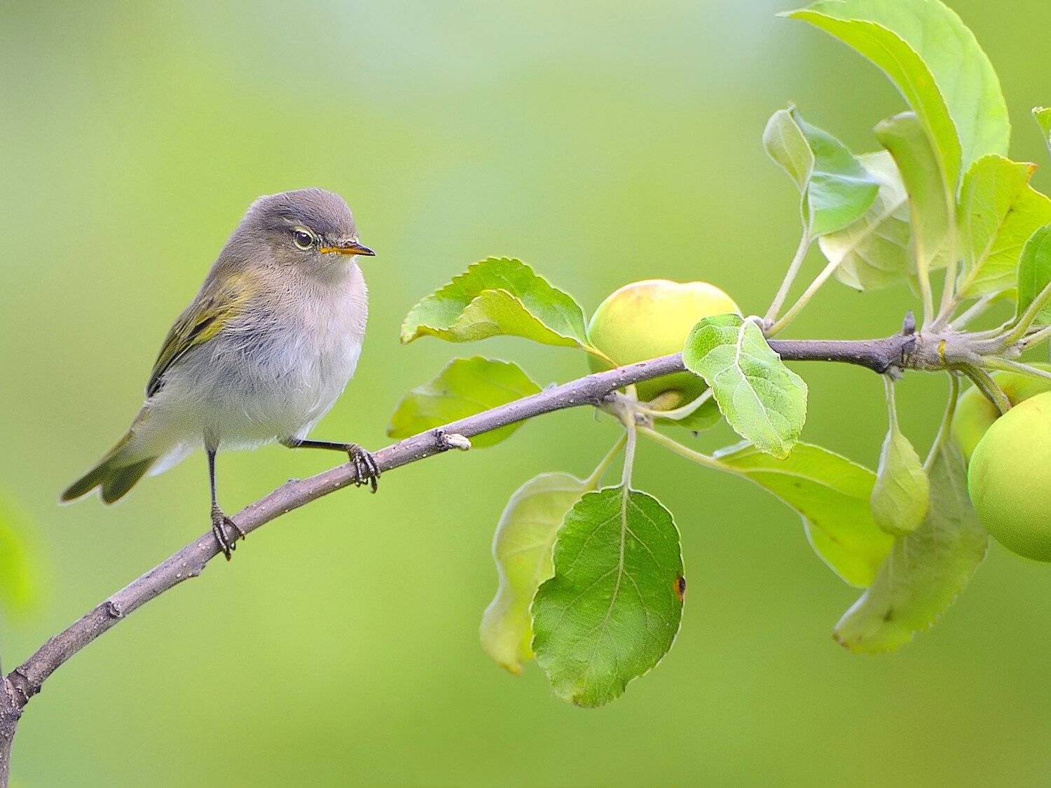 природа, фотоохота, пеночка, птицы, животные,  лето, vladilenoff