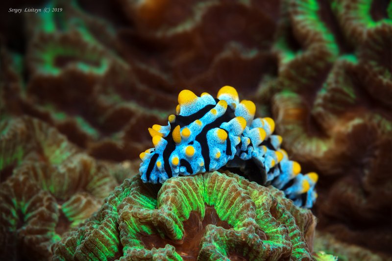 Нудибранч. фото превью
