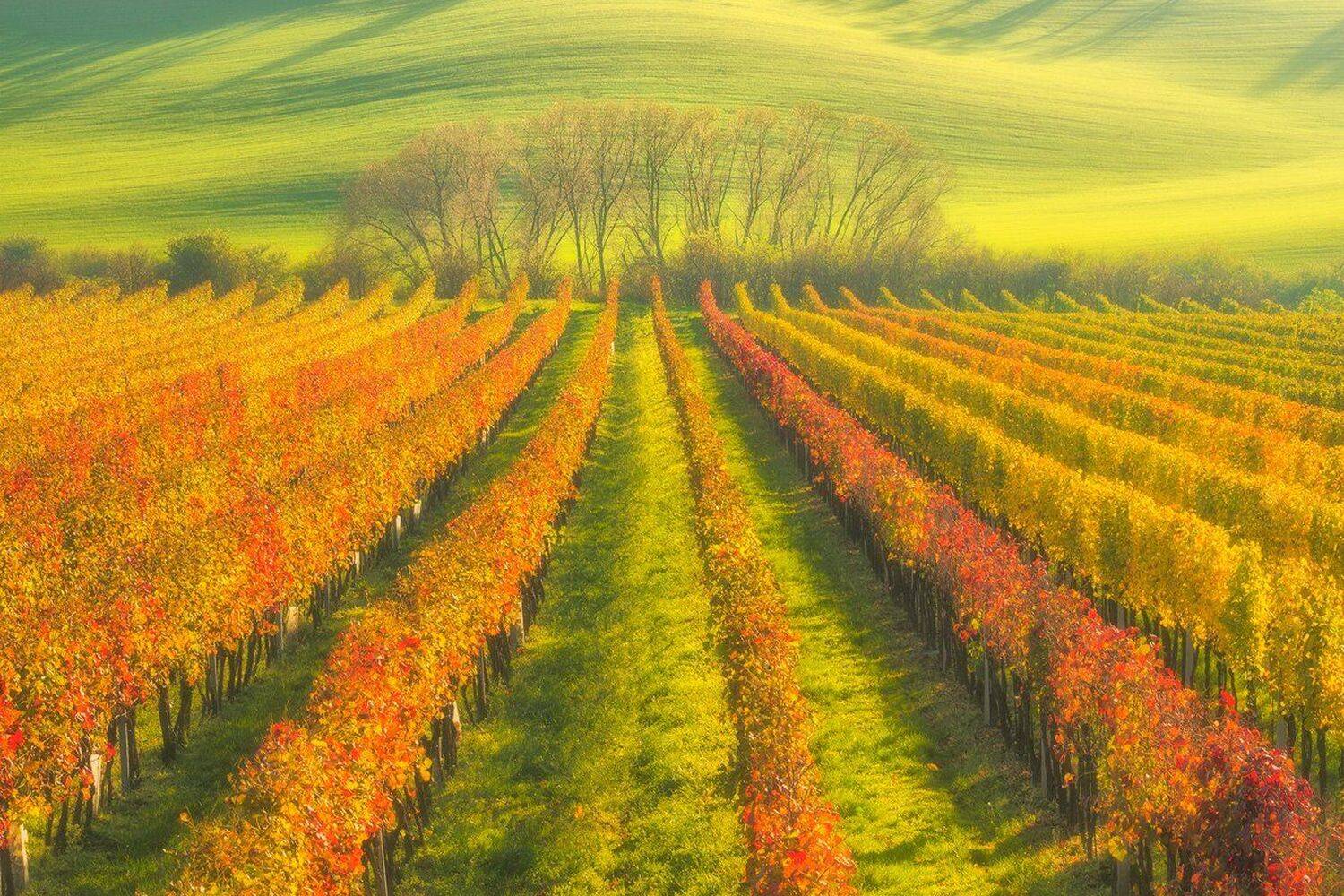 landscape,canon,mist,light,autumn,moravia, Iza i Darek Mitręga