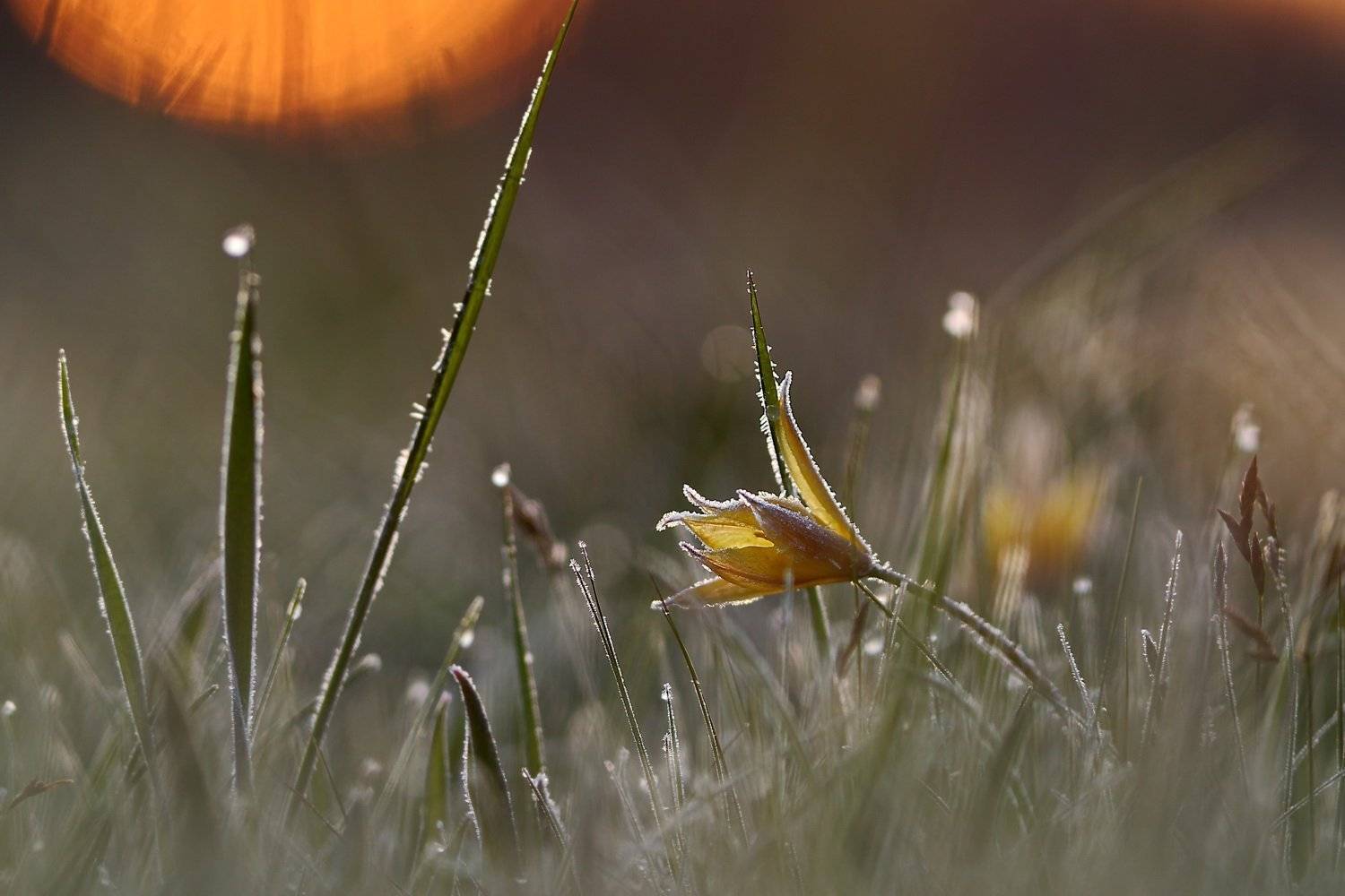 тюльпан, дубравный, tulipa, самарский лес, биберштейна, biebersteiniana, солнце, иней, рассвет, Sergii Markov