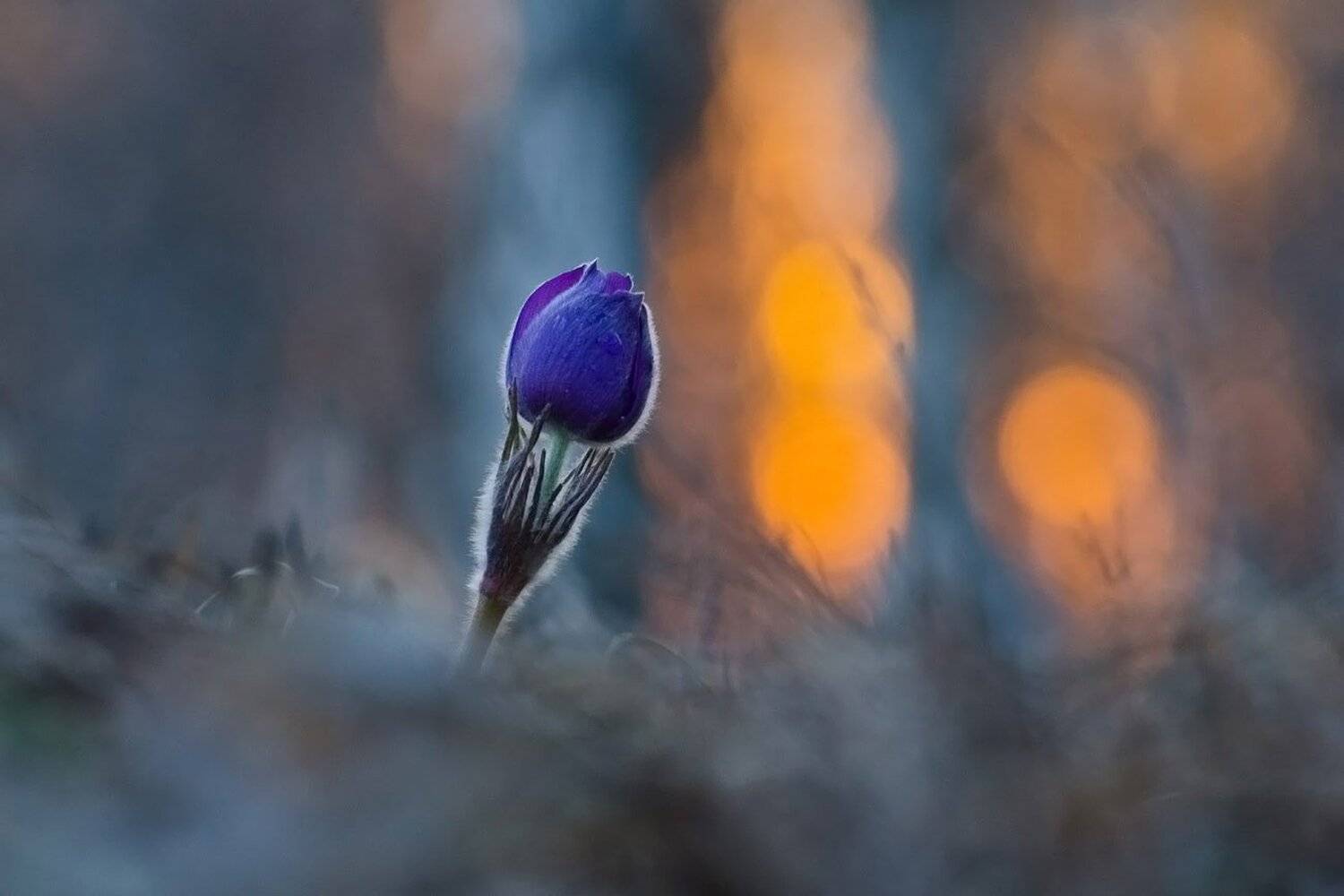 сон - трава, прострел, закат, природа, Михаил Агеев