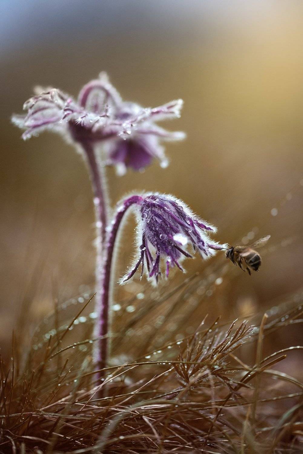макро, макрофото, цветок, пчела, дождь, лес, природа, капли, никон, сигма, гелиос, macro, macro, snail, mushroom, rain, forest, nature, drops, nikon, sigma, sigma105,, Анна Дегтярёва