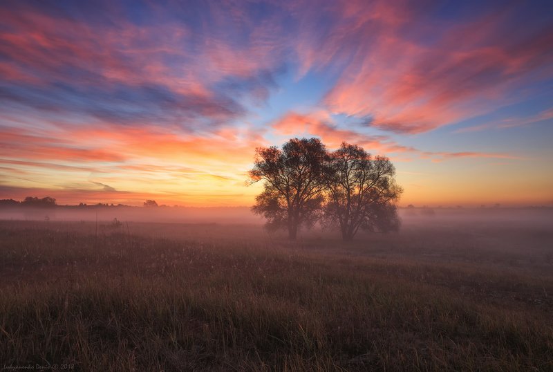 2018, россия, пейзаж, утро, рассвет, туман, облака, деревья, небо, краски, трава В объятьях розовых снов фото превью