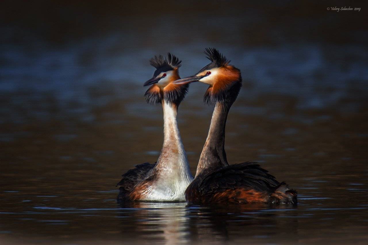 , Валерий Субачев