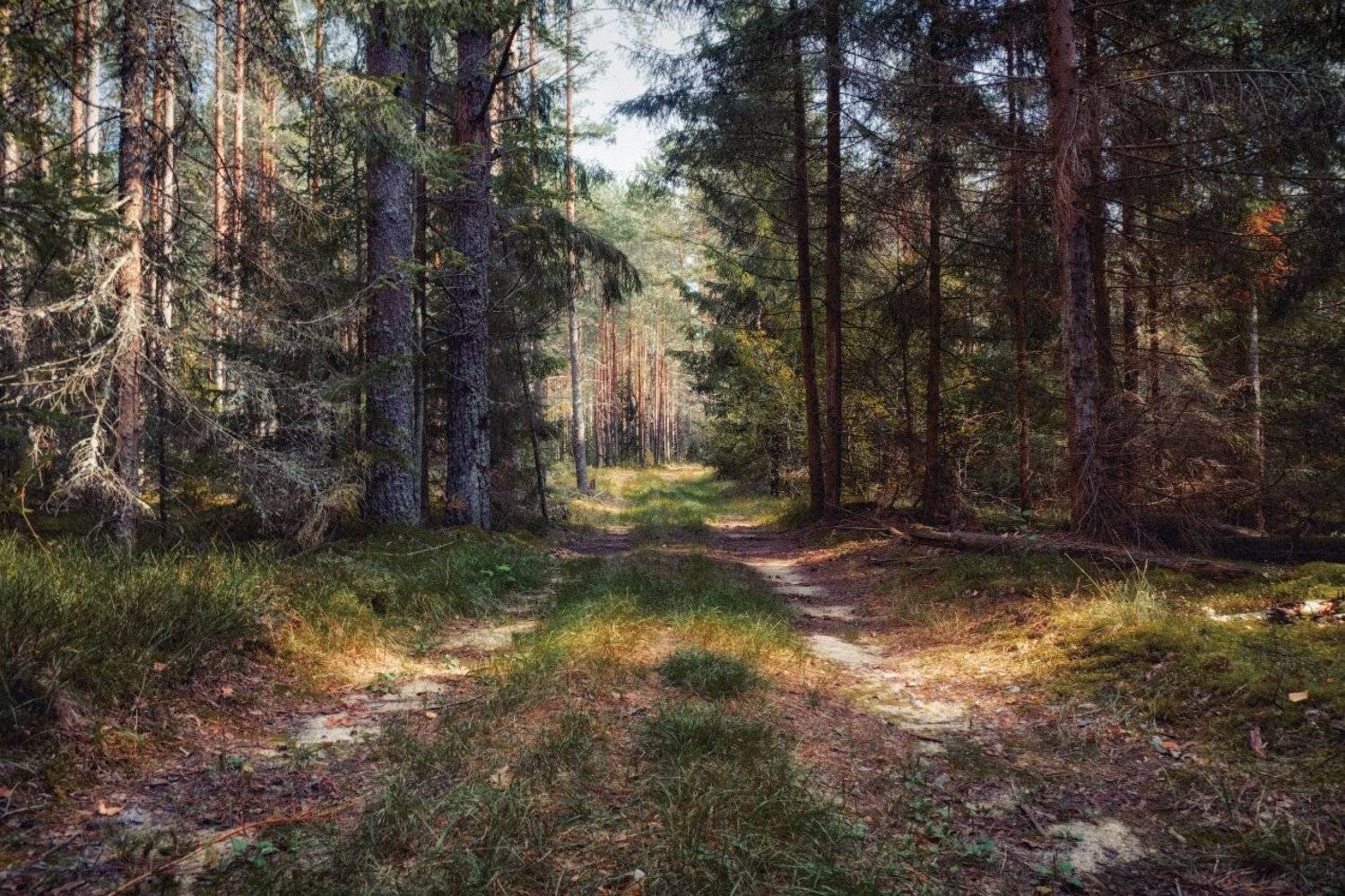 лето, лес, дорога,, Сергей Шабуневич