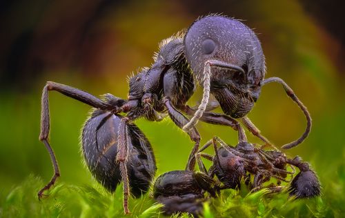 Ant
