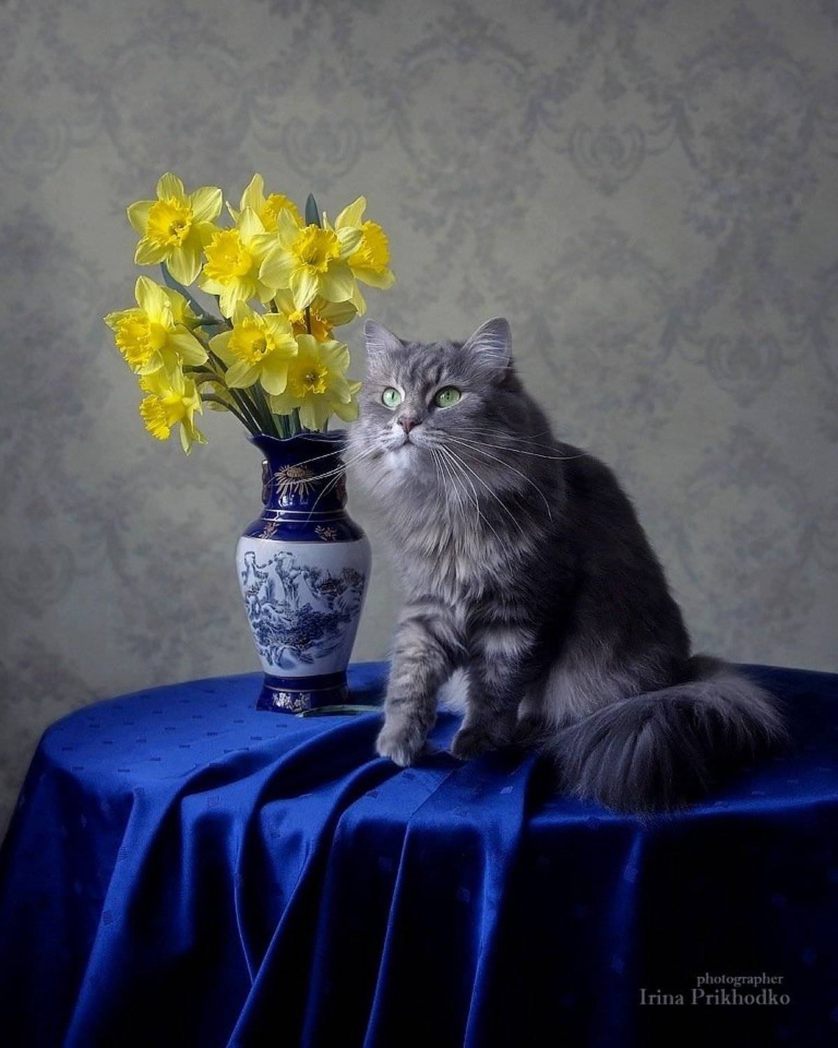 цветочный натюрморт, букет нарциссов, желтые нарциссы, кошка Масяня, домашние животные, наши питомцы, Ирина Приходько