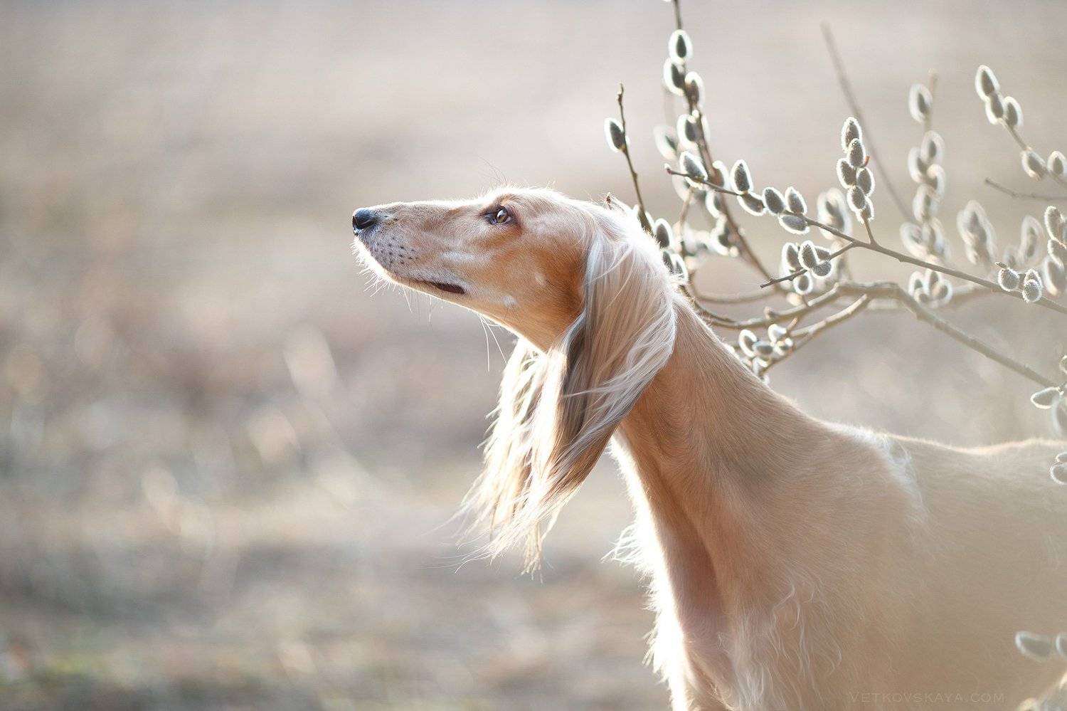 saluki, sighthound, dog, Анастасия Ветковская