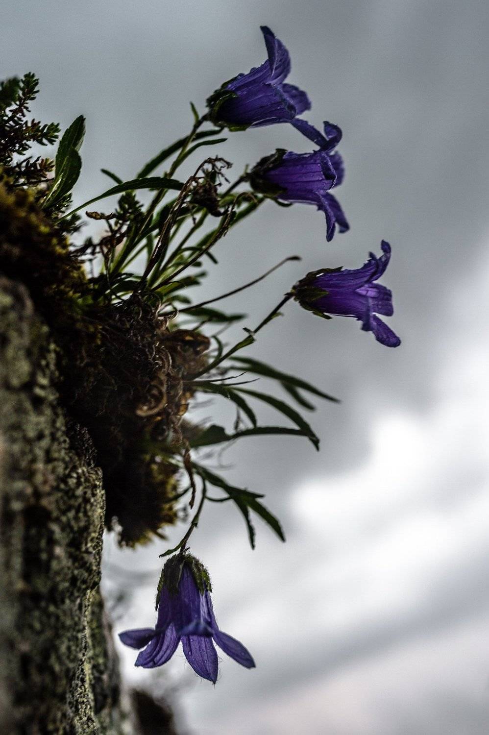 горы, сибирь, саяны, западный саян, ергаки, ник васильев, цветы, колокольчики, ненастье, Николай Васильев