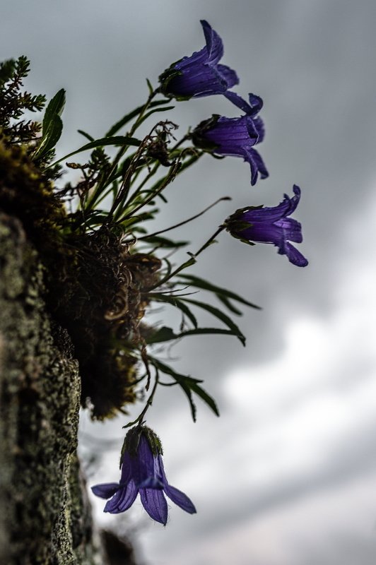 горы, сибирь, саяны, западный саян, ергаки, ник васильев, цветы, колокольчики, ненастье Трубадуры. фото превью