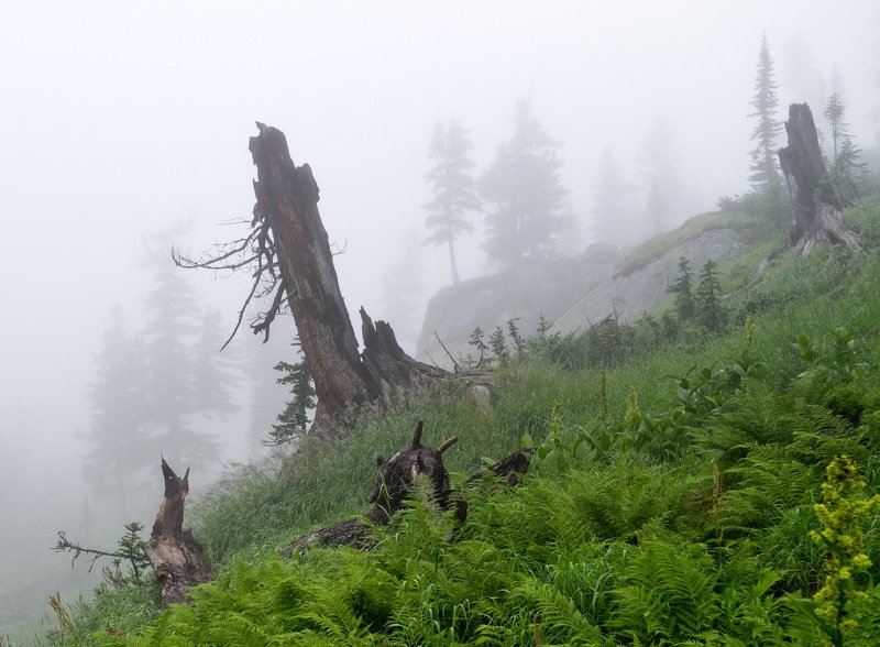 горы, сибирь, саяны, западный саян, ергаки, туман, пень, ник васильев, В гостях у Бабы Яги. фото превью