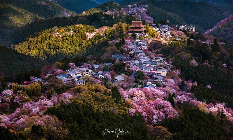 cherry blossom nature mountain morning sakura landscape japan nara Magical Light фото превью