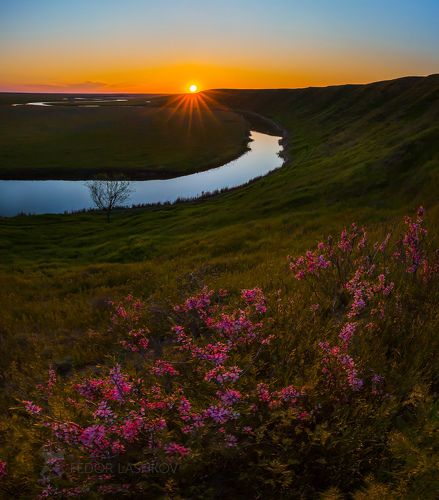 Цветущий миндаль на закате