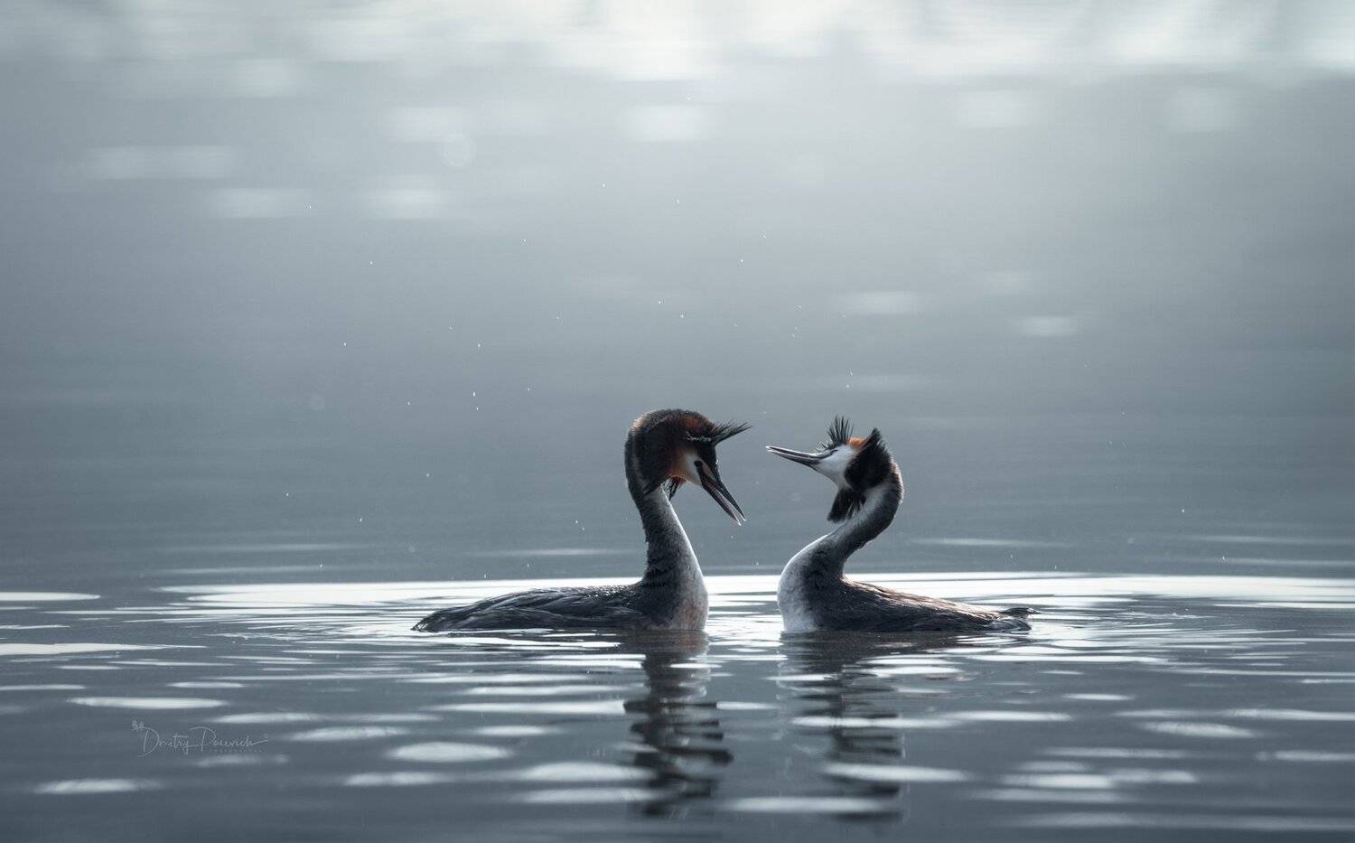 природа, лес, животные, птицы, Дмитрий Посевич