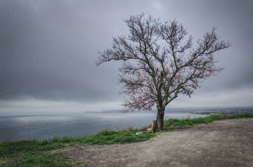 Из ветхой жизни Митридатских миндалей.