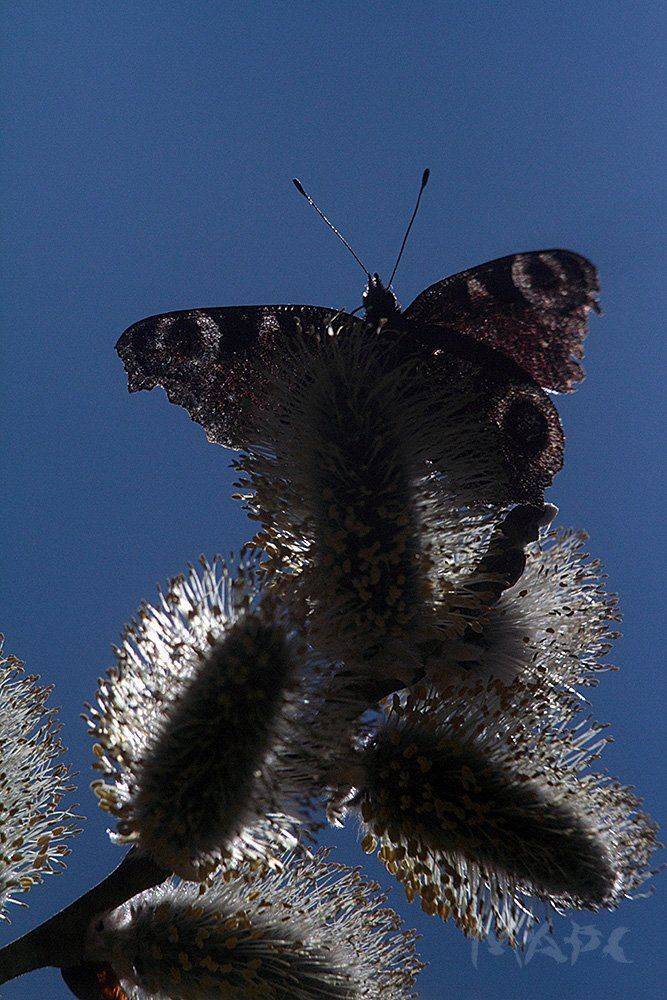 макро весна верба бабочка солнце, Шангареев Марс