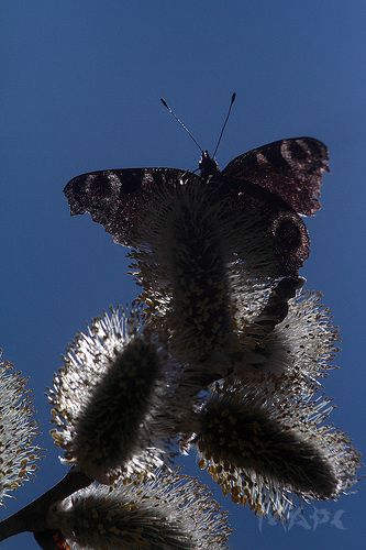 верба цветет 2