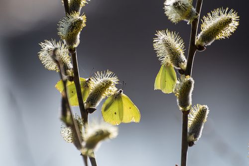 Привет из Вербного воскресенья …