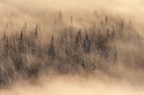 Golden Forest