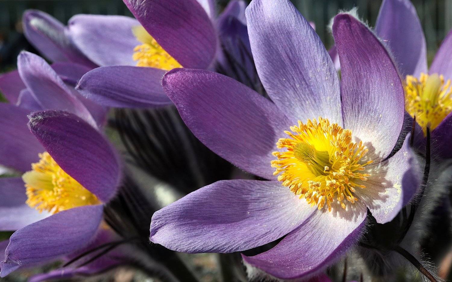 Прострел сон-трава Pulsatilla, Александр Зорин