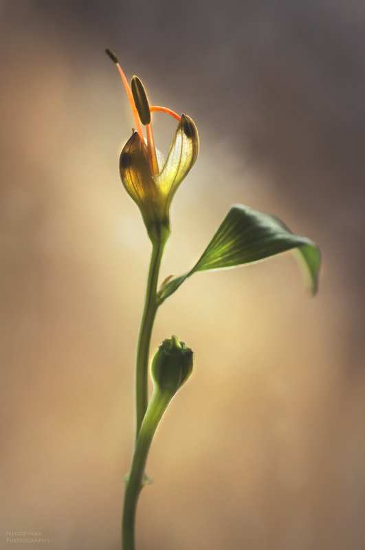 макро, цветы, природа, тычинки, macro, flowers, nature, stamens, альстермерия, Alstermeria *** фото превью