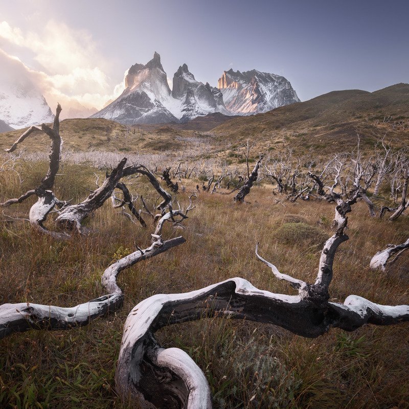 america, andes, beautiful, black, blue, branch, chile, clouds, cuernos, curved, dark, dead, del, dry, forest, glacier, grass, hiking, hill, ice, landmark, landscape, light, log, morning, moss, mountain, national, nature, outdoor, paine, park, patagonia, p The Thorny Way фото превью
