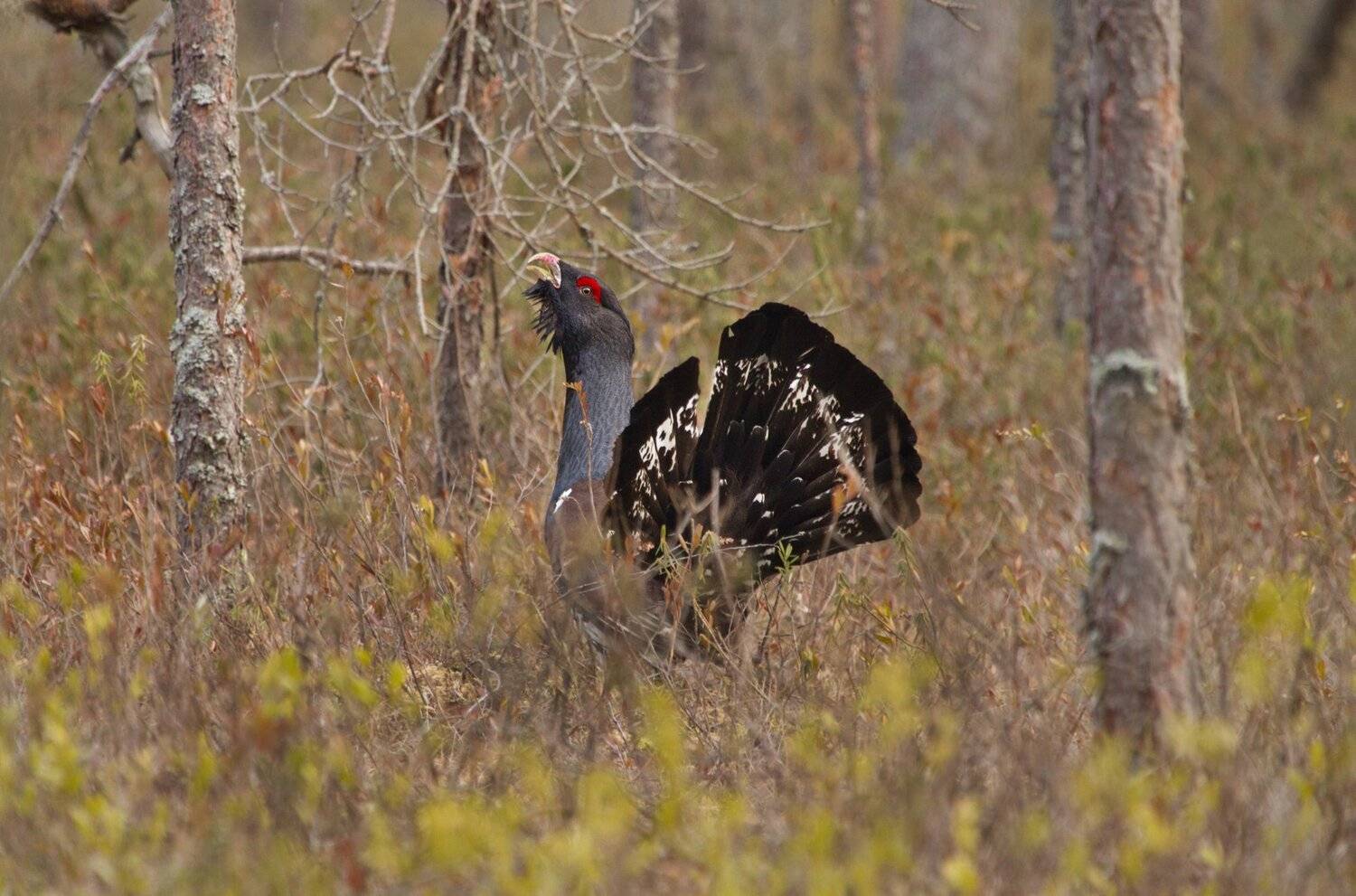 , Александр Гусар