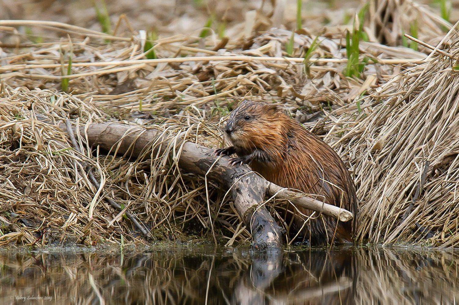 , Валерий Субачев