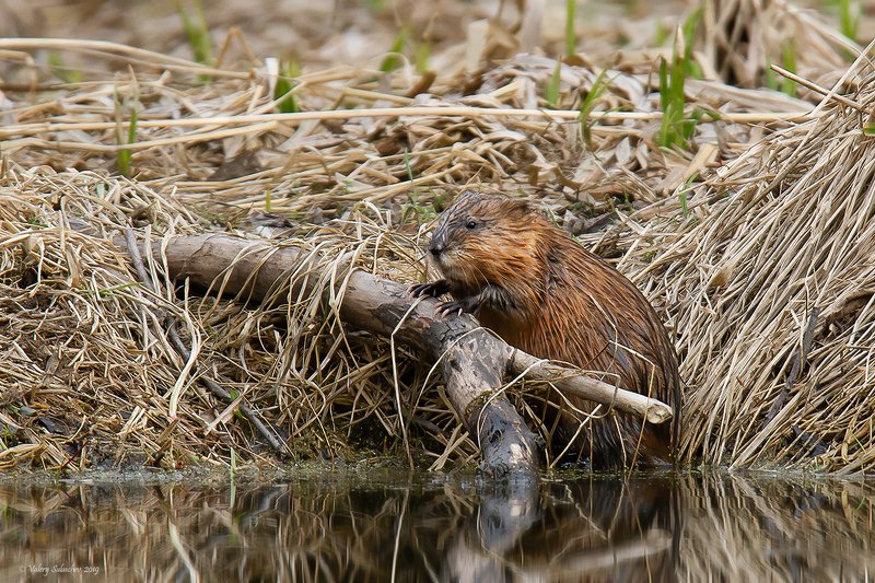 ПианинА фото превью