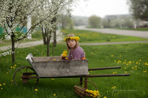 Одуванчики