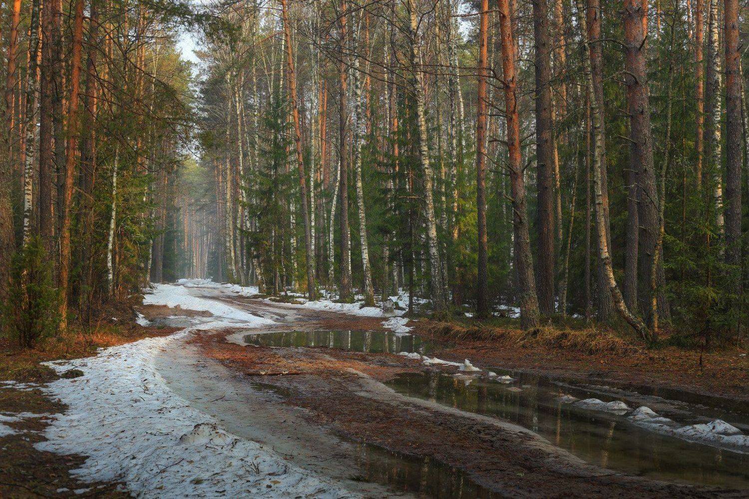 лес снег апрель межсезонье весна, Дмитрий Алексеев